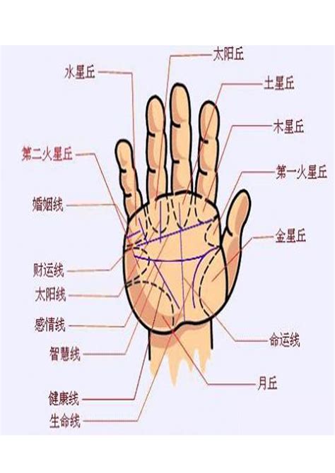 手相面相|手相图解大全